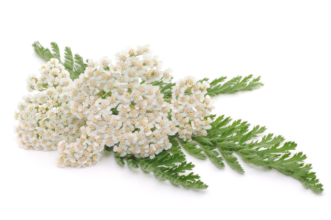 yarrow - cream composition Proctonic